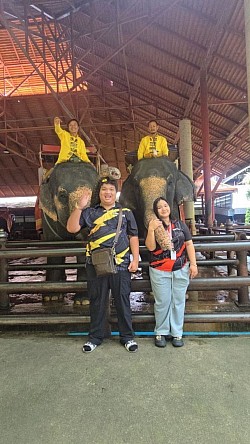 The Picture Elephant